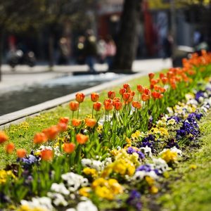 Бања Лука добија фестивал цвијећа: Позив за пријаве