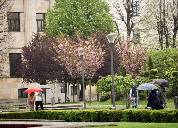  Japanske trešnje procvjetale ovih dana u parku kod spomenika Banu Milosavljeviću