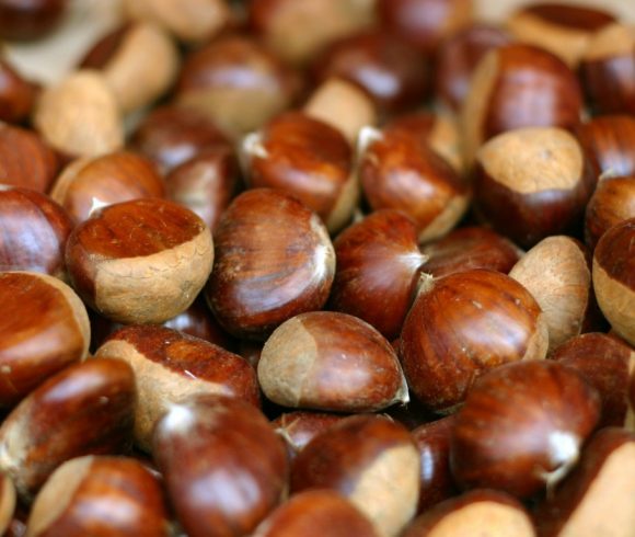  Closeup of ripe brown chestnuts.