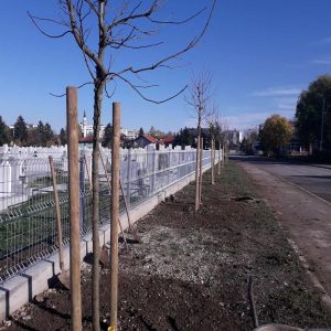 Нови дрворед у Улици Браће Југовића