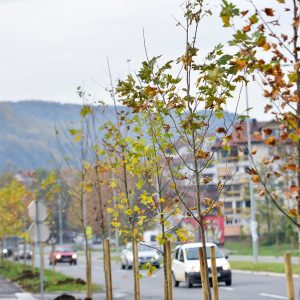 Počinje jesenja sadnja: Banja Luka dobija tri nove aleje