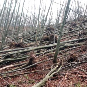 Шумско газдинство: Припремају пројекат за санацију шуме на Бањ Брду