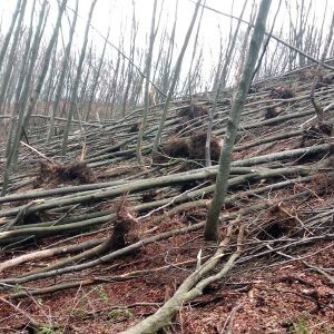 ШГ Бања Лука : Акција санације приградских шума, апел рекреативцима на додатни опрез