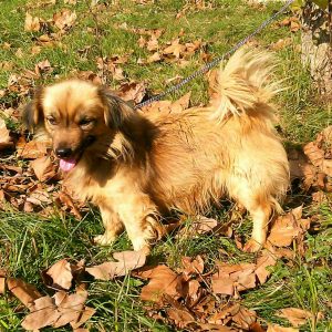 Збрињавање паса луталица: Спремни за удомљавање