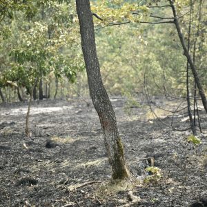 Vatrogasci i dalje na terenu: Požar manjeg intenziteta, ali i dalje aktivan