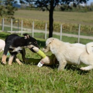 „Udomi ljubav“: U ovoj godini više od 70 pasa iz azila pronašlo svoje vlasnike i novi dom