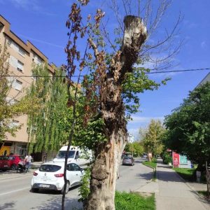 Садимо нови дрворед на Булевару Степе Степановића: Нове саднице умјесто оштећених и опасних
