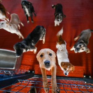 Кроз кампању „Заједно за шапе“ обeзбијеђена донација од десет тона сухе хране за псе
